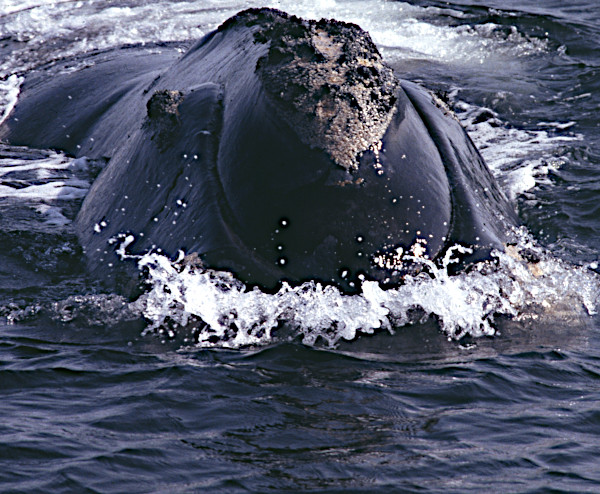 Right Whale Flukes